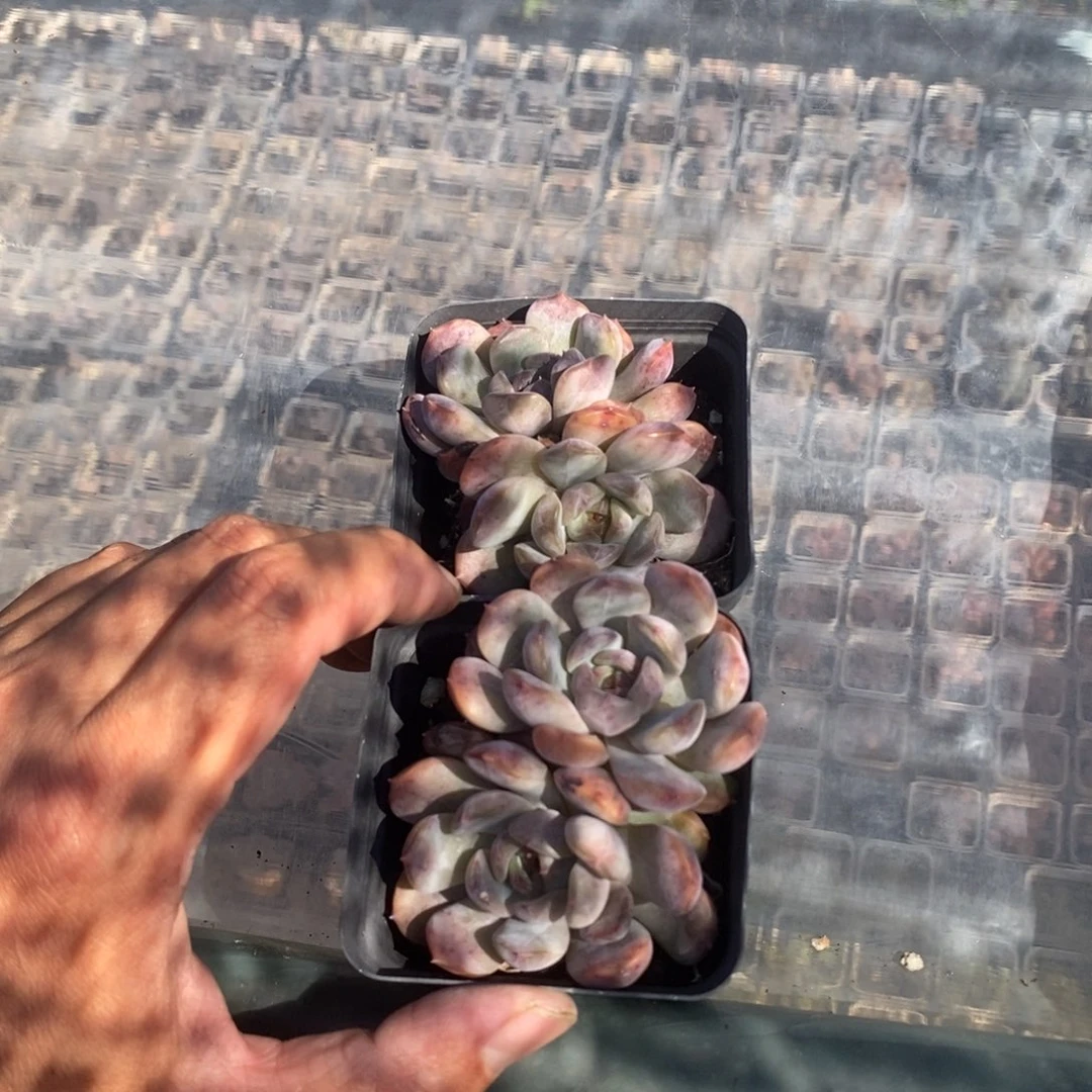 红恋双头叶片微瑕疵一颗量拍多肉满20元包邮满26送一颗