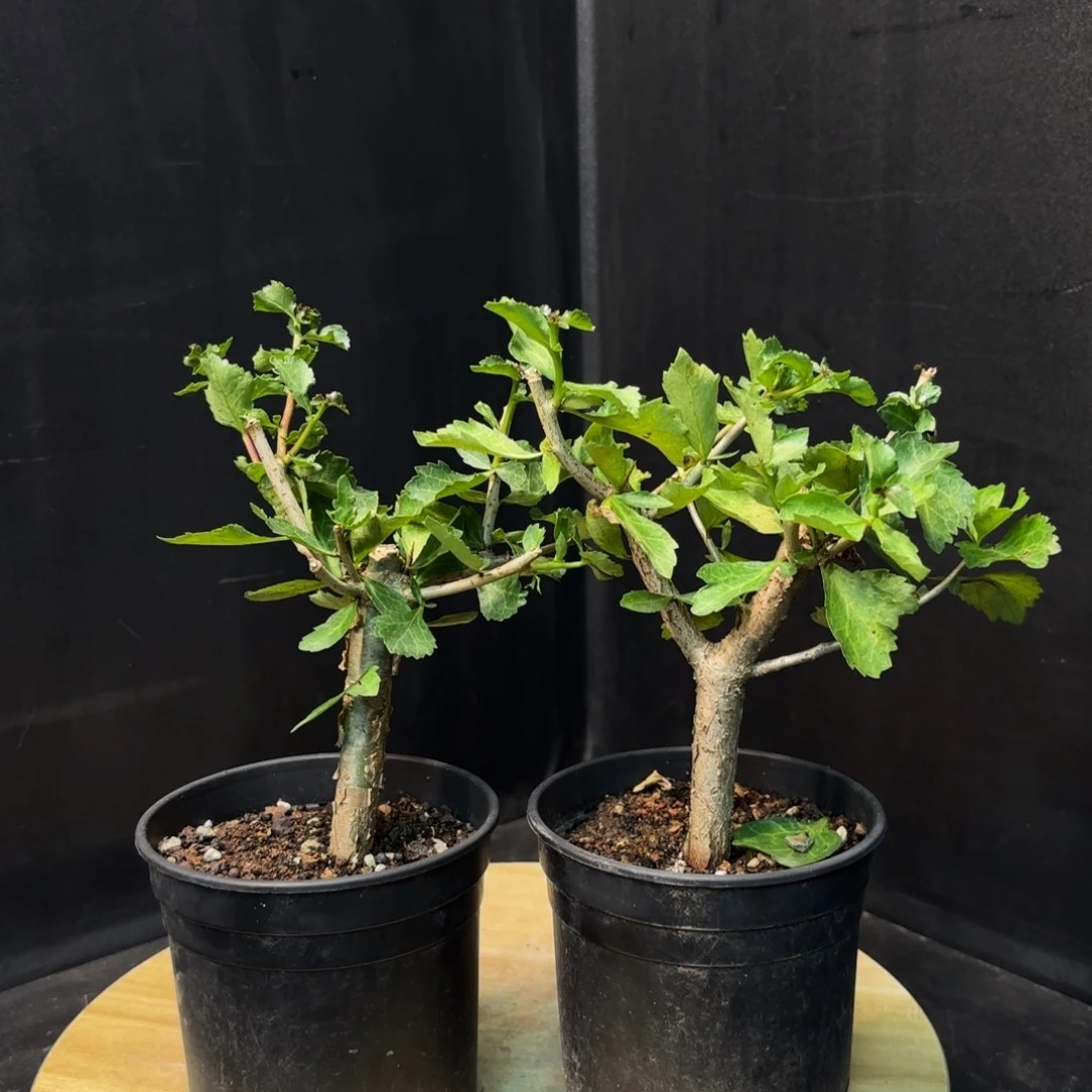 怀特没药带盆土任挑