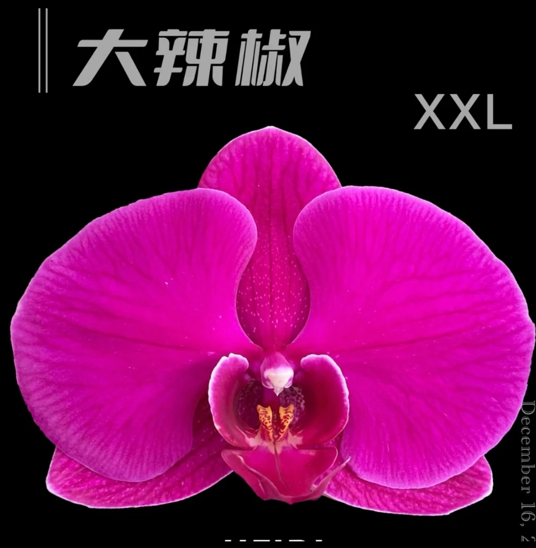 两棵装大辣椒蝴蝶兰1.7寸小苗宝宝苗经典年宵花期长耐养正品对版