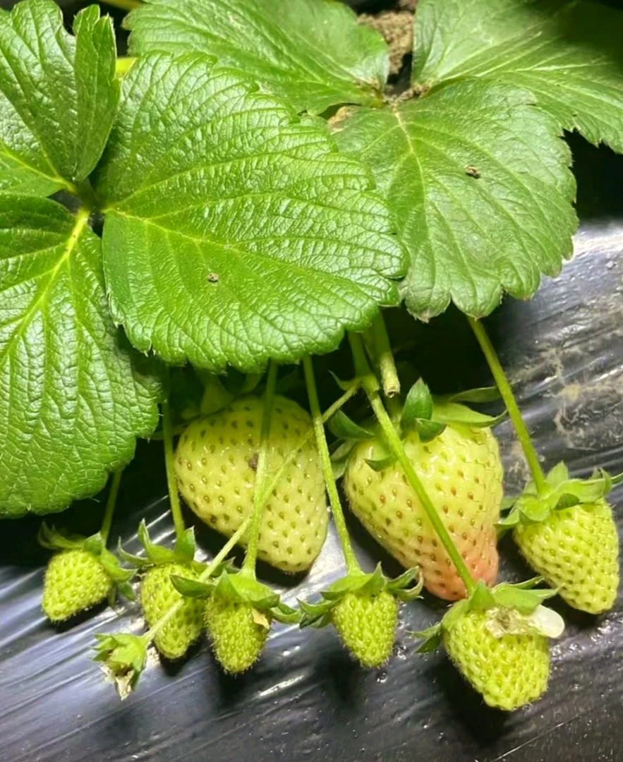 【奶油草莓苗土球发货果子10＋】田园土大果多果壮苗易养活草莓苗。