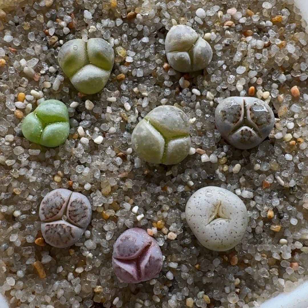 1206-013奔驰套装