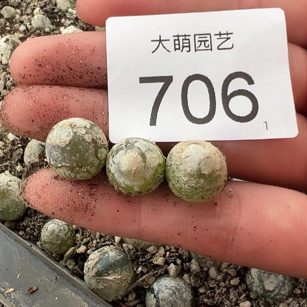 0000688量拍灯泡3颗尺寸不低于1.0脱土发