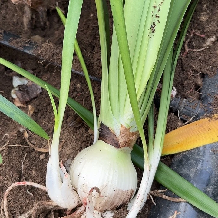 无花朵霹**贝冰与火包对版一号