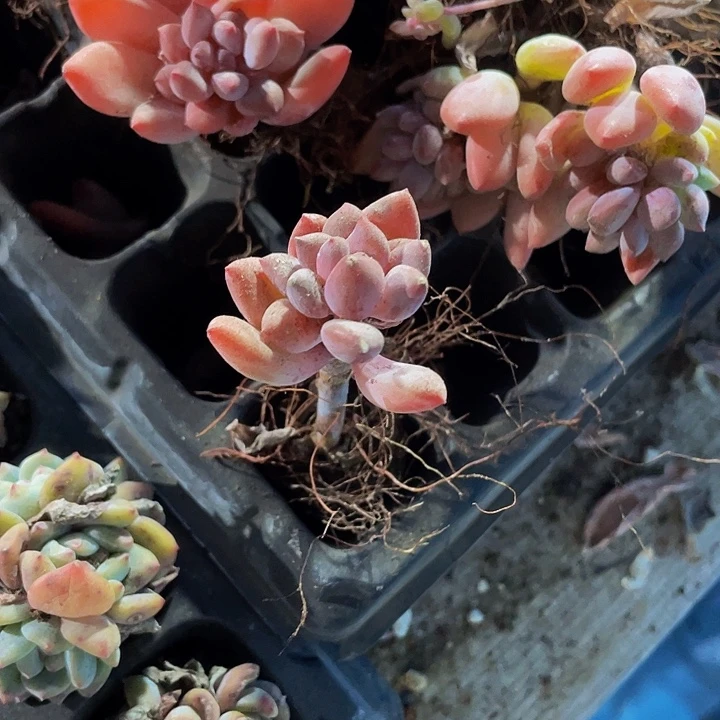 小星星美人1元带土