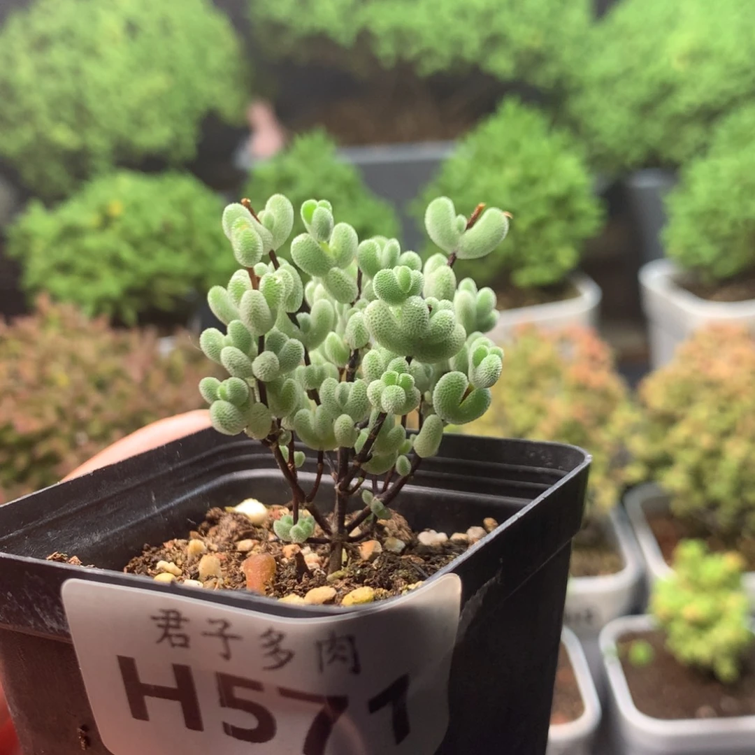 571莱斯。