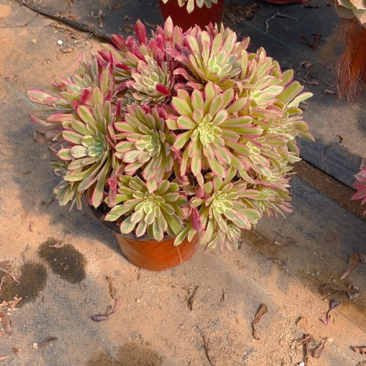 208粉霞法师多肉断枝不售后