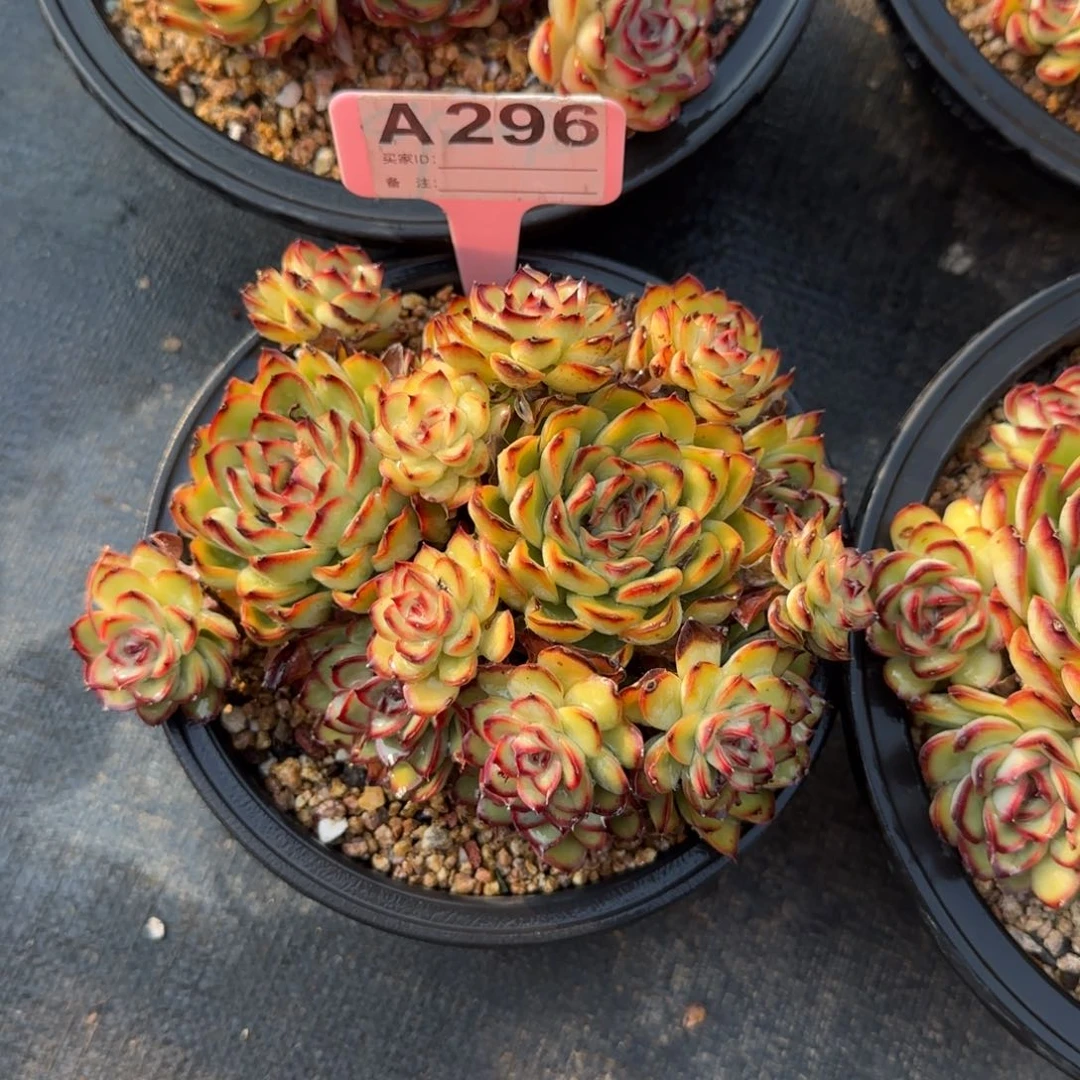 日系荷花群生老桩多肉五十包邮