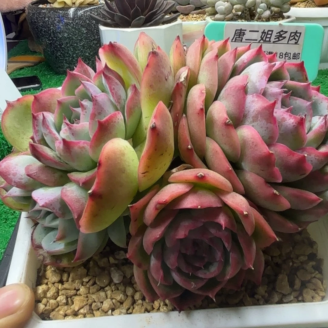 唐二姐多肉编号175