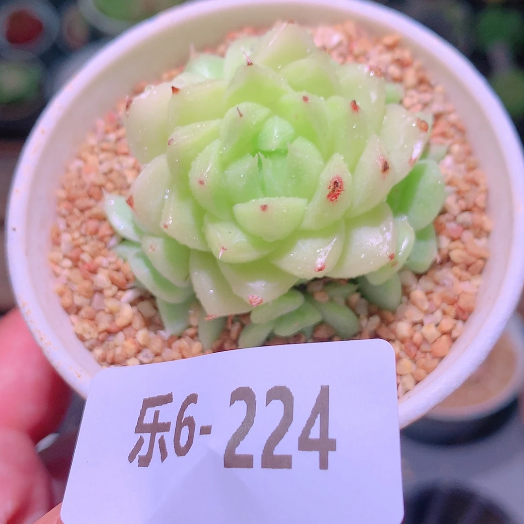 乐然6-224 麦秆群