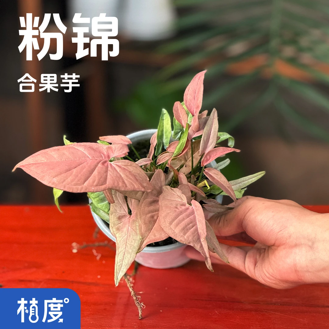 【植度 | 粉锦合果芋】粉色斑驳叶片柔美动人 甜美系观叶植物首选