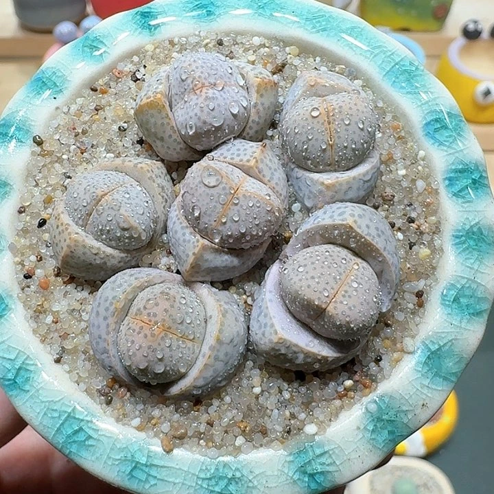 红陶蘑菇636金边幻玉