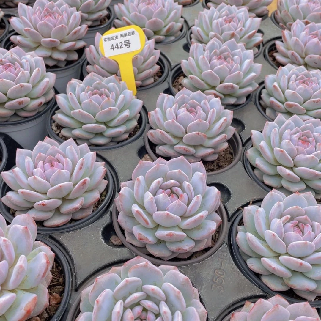 442号 星星橙大单头一个