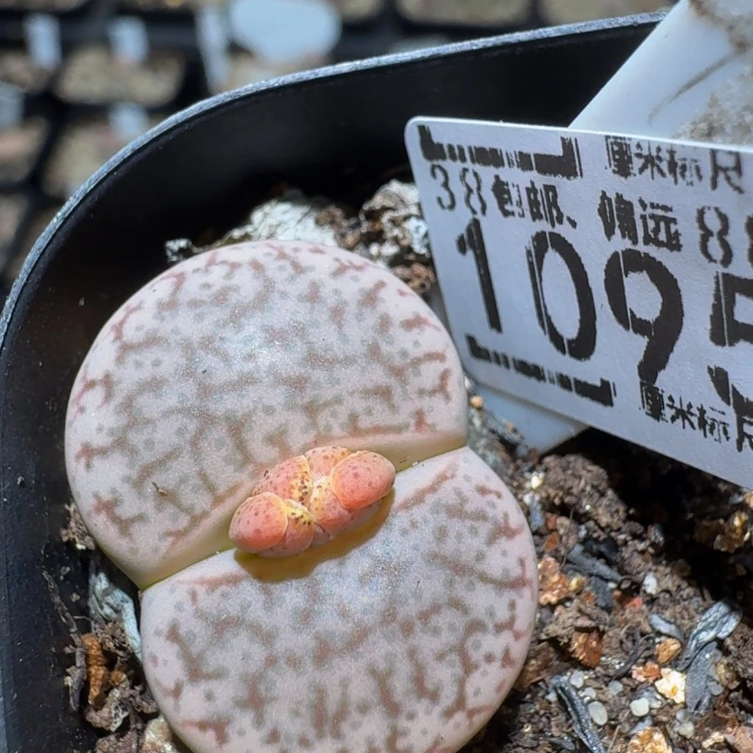 zzzz精品生石花1095