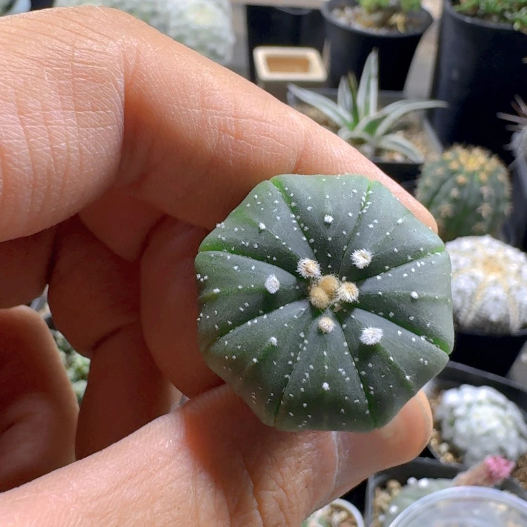 研***僧820海星兜脱土发货