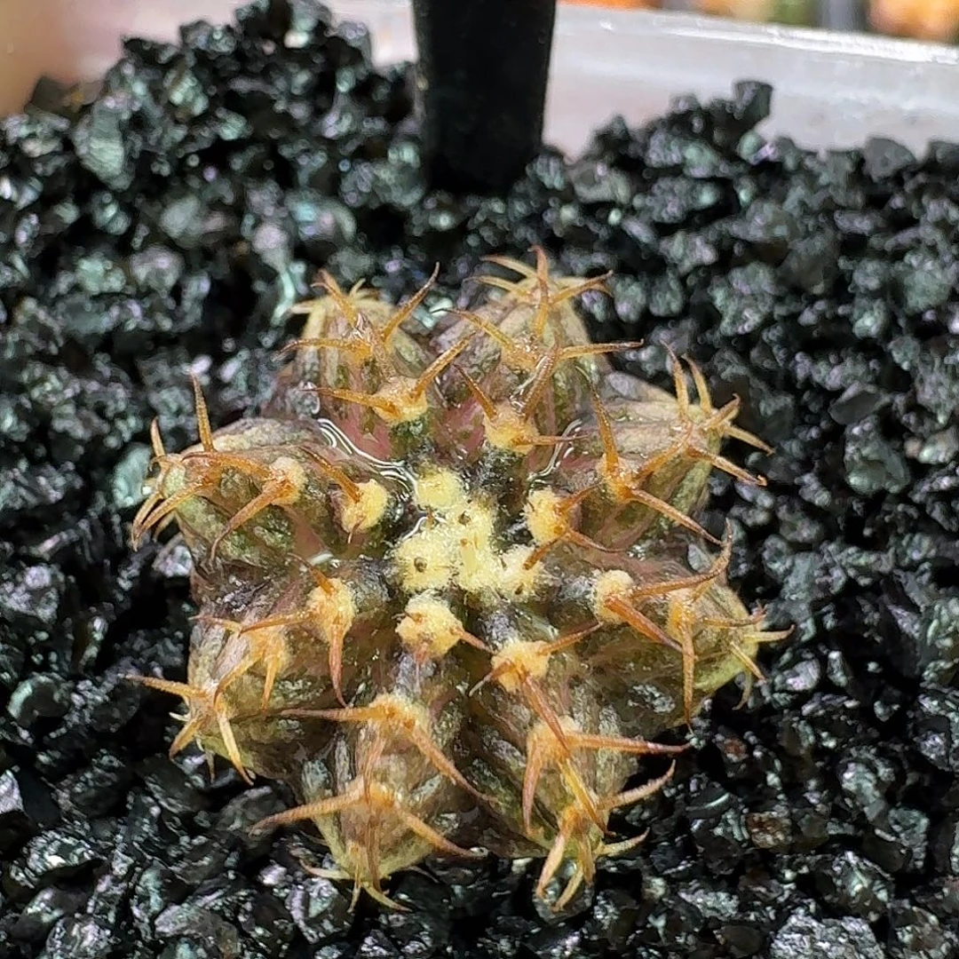 米哈实生自然锦原盆发65