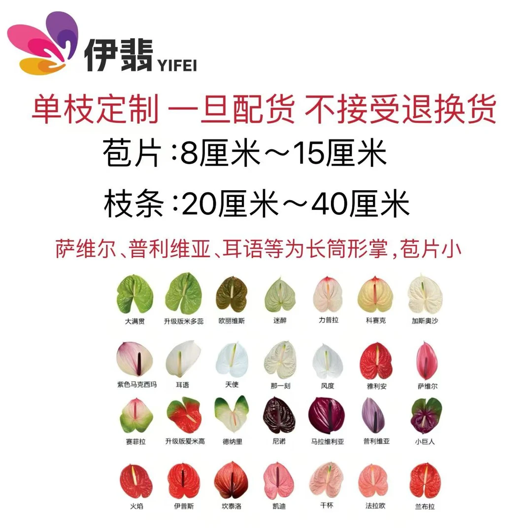 【伊翡红掌玫瑰生产基地】单枝彩掌掌直播定制16枝起订苞片8-15cm