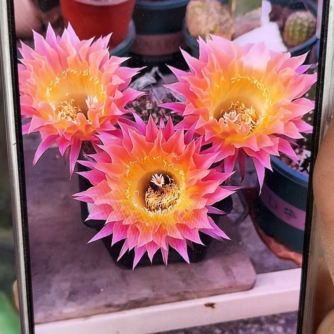 太阳神晾干瑕地上