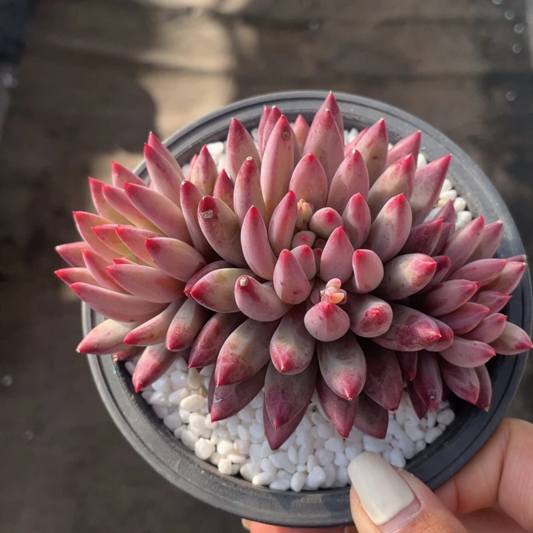 虞美人多肉植物盆栽