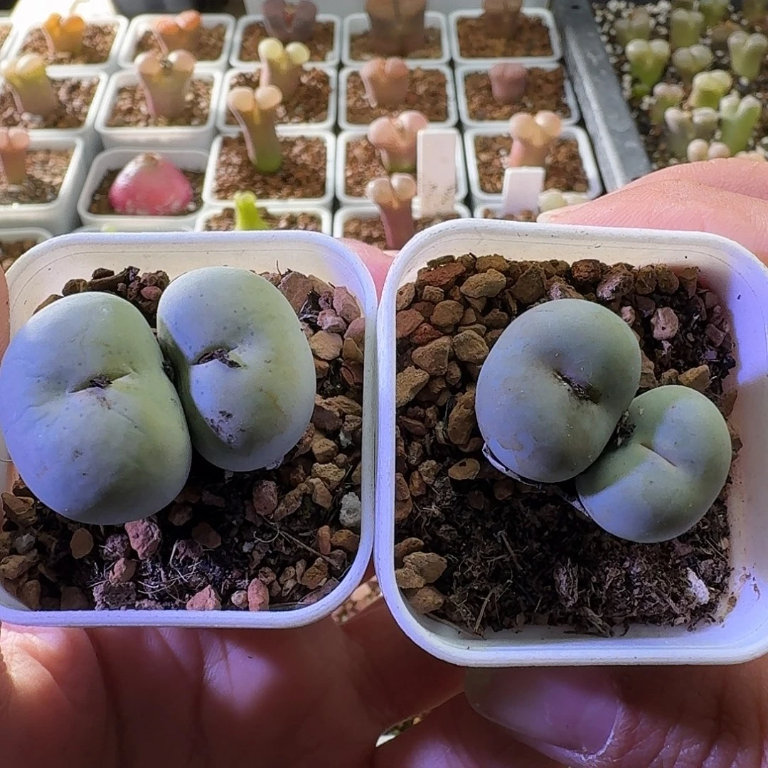 双头2颗福利风铃玉