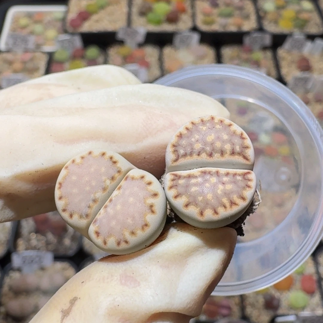 H***见Sssss生石花肉锥684