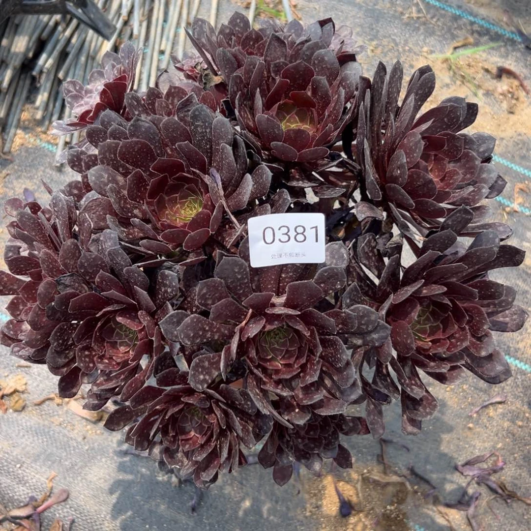 381多肉  黑瞳