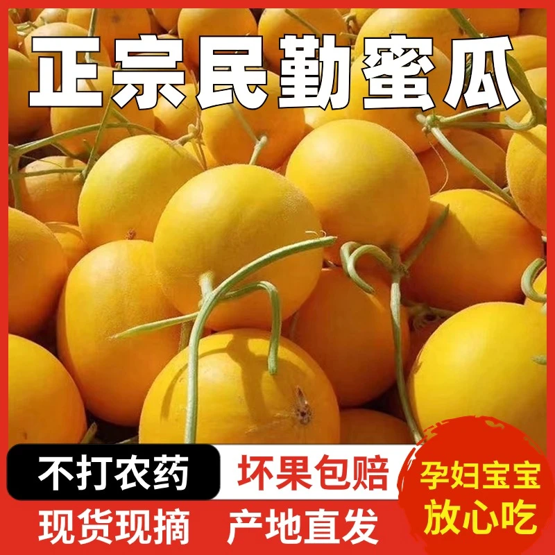 ZW正宗甘肃民勤蜜瓜沙漠蜜瓜金红宝新鲜水果哈密瓜黄河蜜瓜爆甜