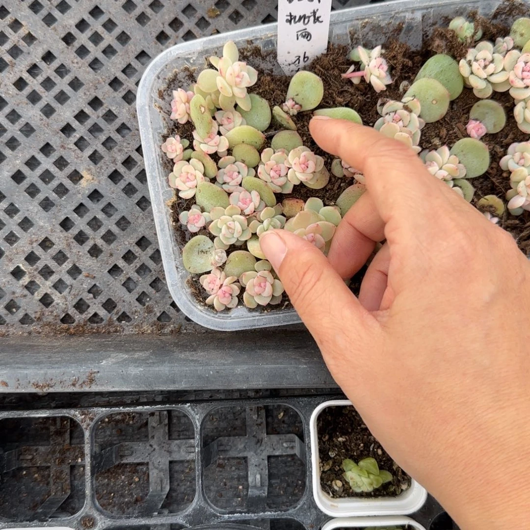桃花雨穴一个满25包邮