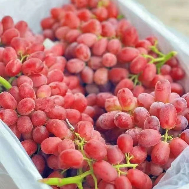 【果穗紧实】红宝石葡萄（5斤）介意掉粒者勿拍