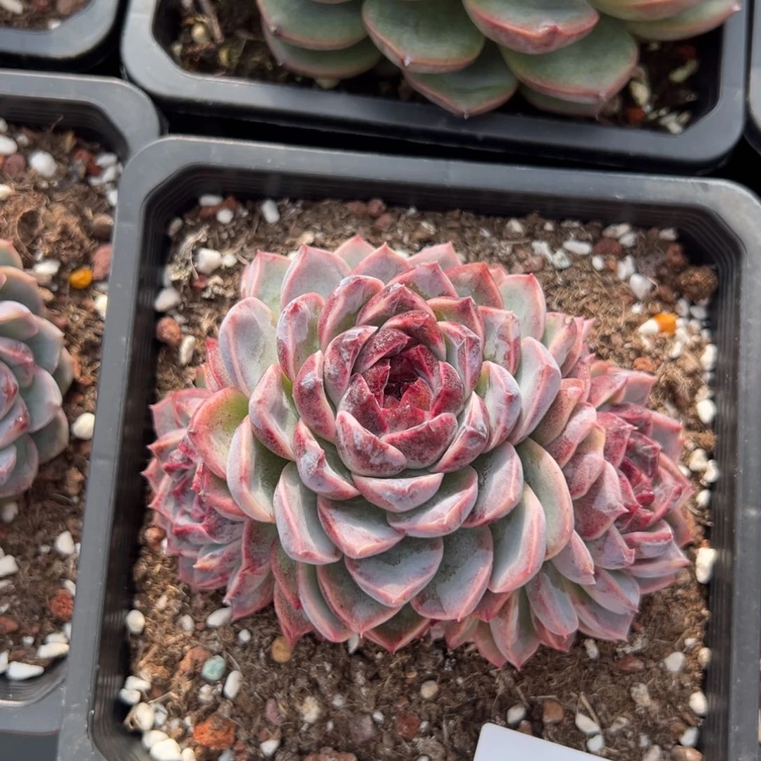 4895肉肉肉肉肉肉