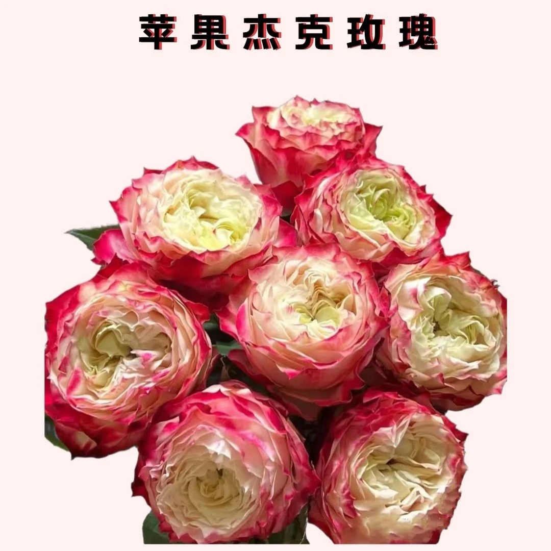 苹果杰克玫瑰    居家办公优选《东北基地发货》