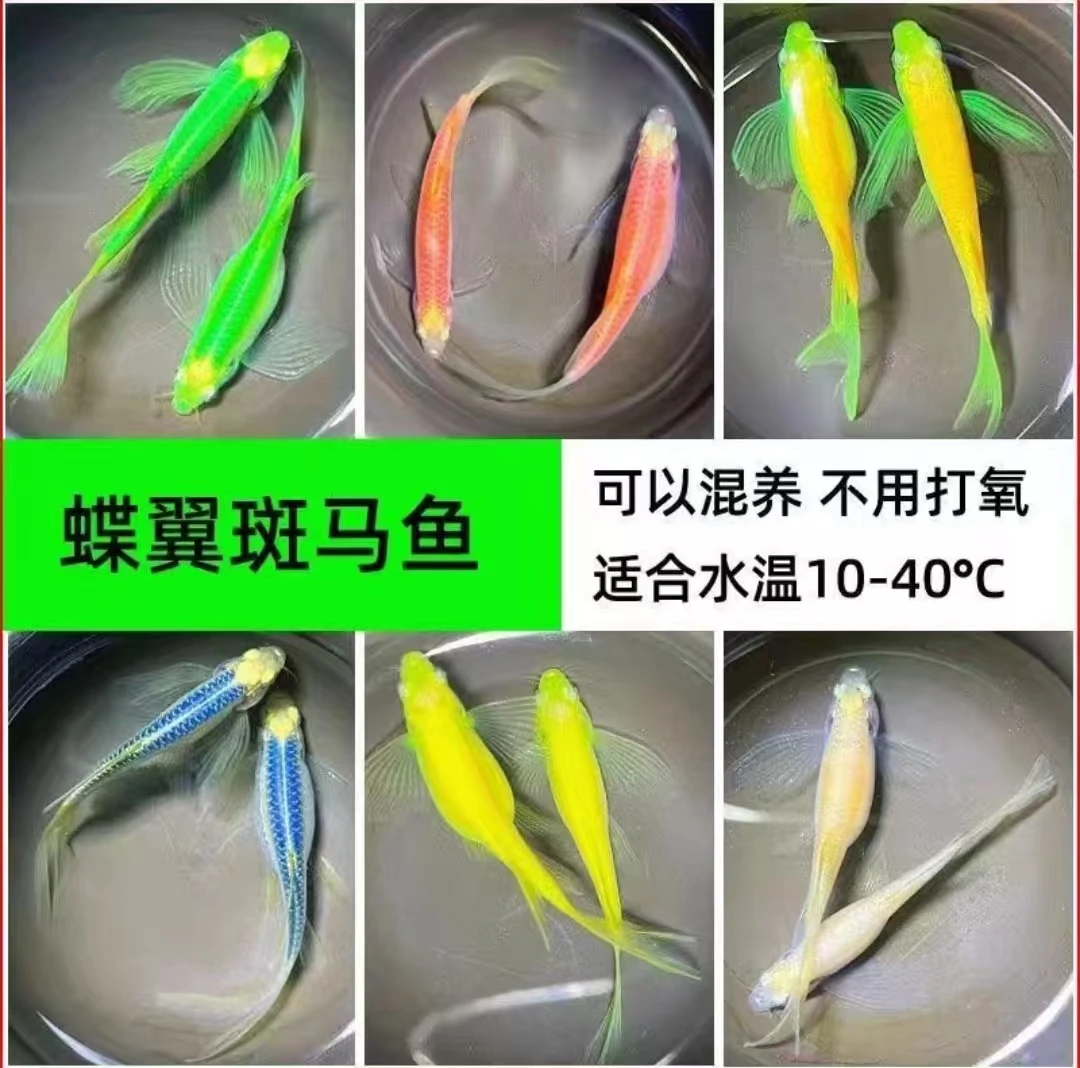 长尾蝶翼斑马鱼小型淡水热带鱼观赏鱼群游包邮