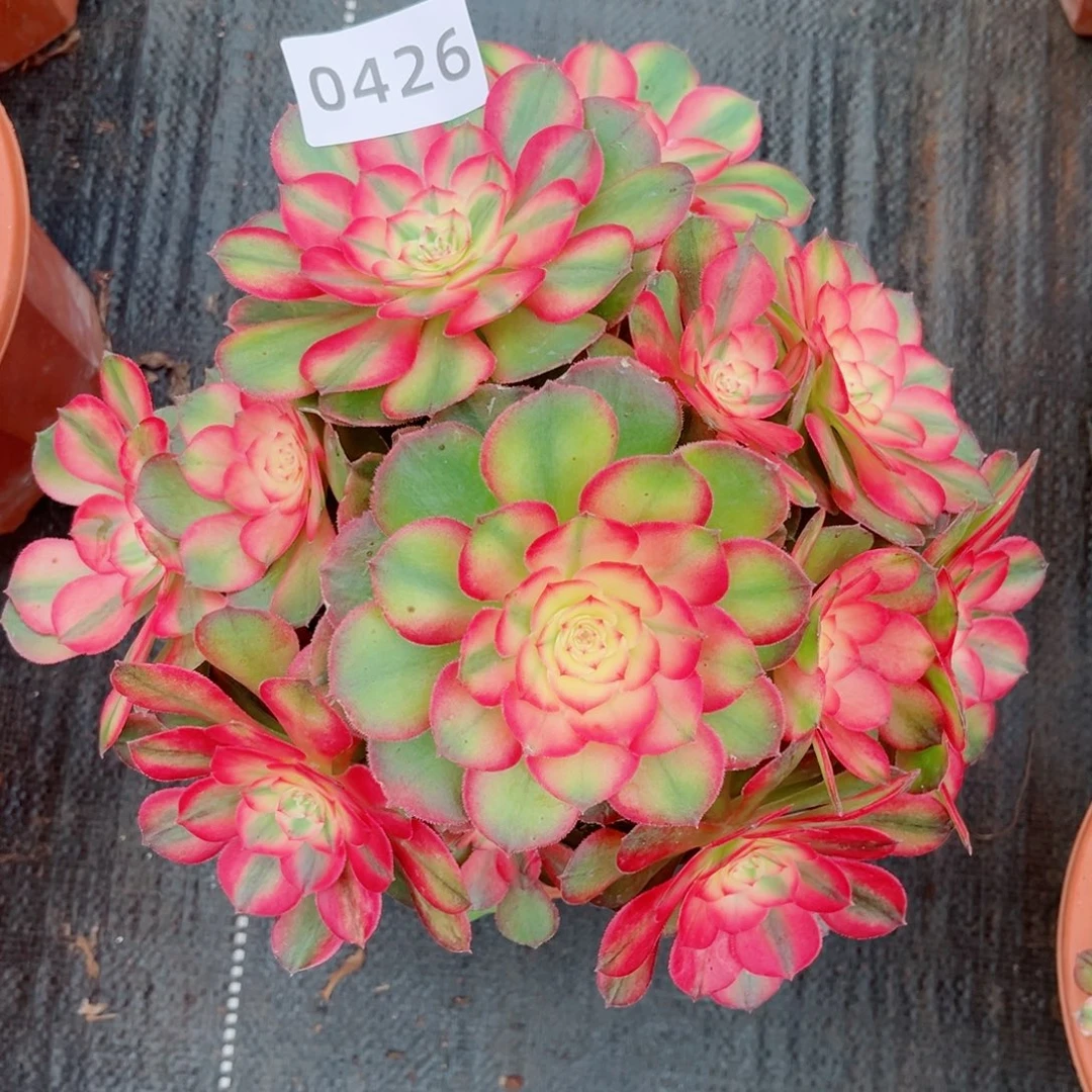 荔枝多肉发货发货