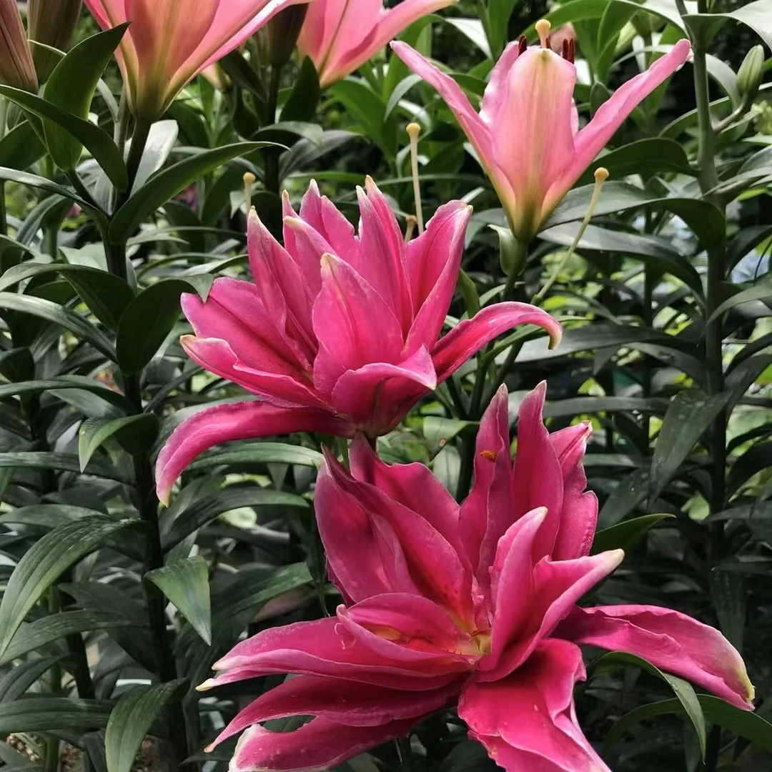 一颗《艾琳娜》重瓣鲜花香水百合种球