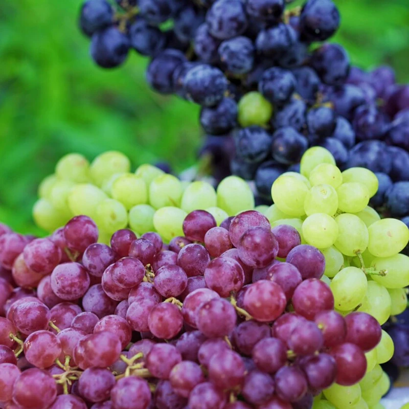三色葡萄 新疆特产应季生鲜水果 3.5斤左右/筐 北京发货 仅供北京