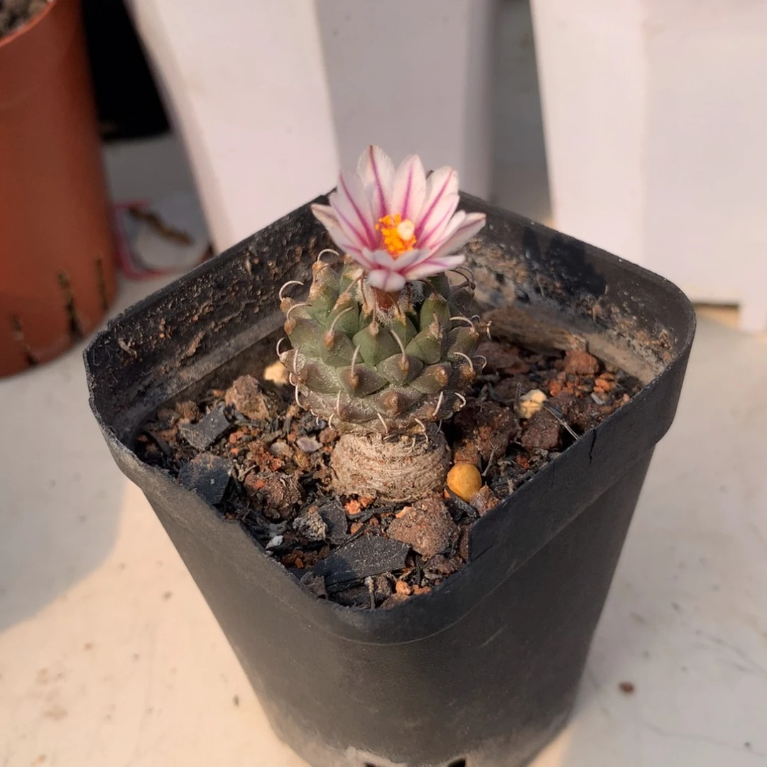 失***站开播福利实生仙人球的