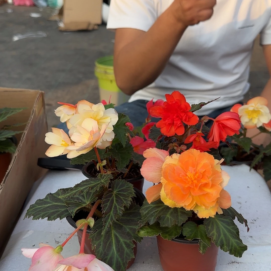 90杯日出➕浆果➕白桃➕珊瑚