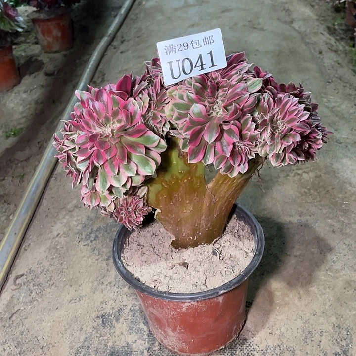 041粉女巫缀多肉植物