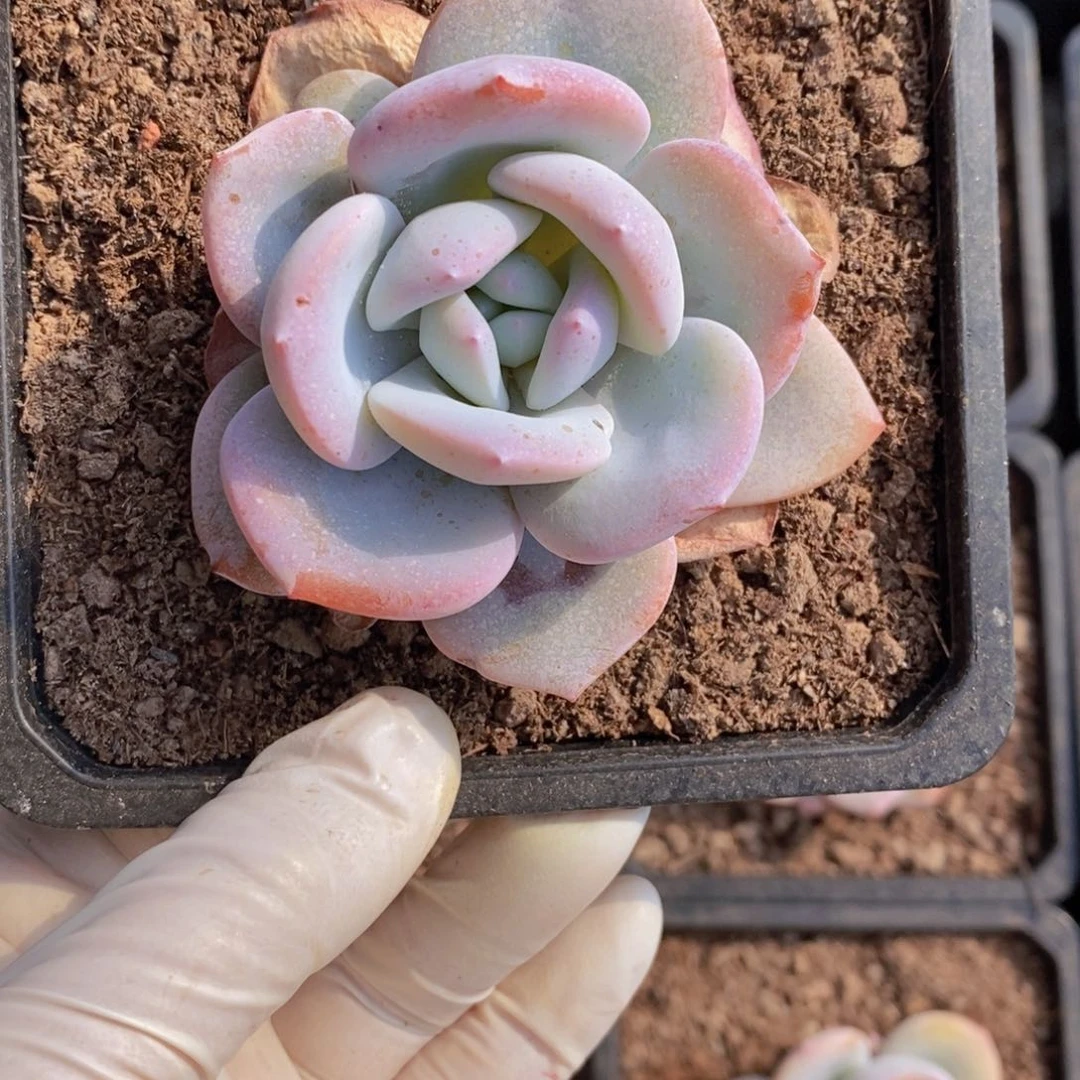 福****恒多肉植物！111111111