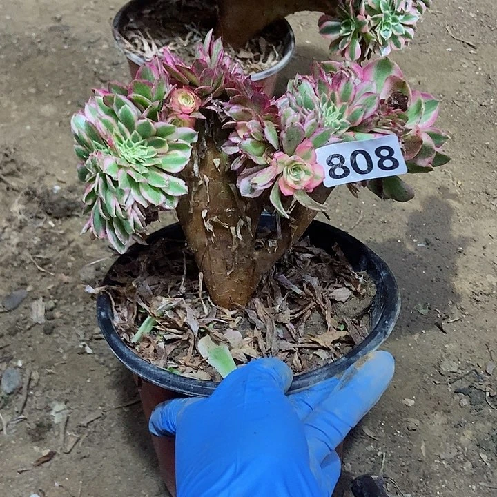 808荔枝缀化老板子法师