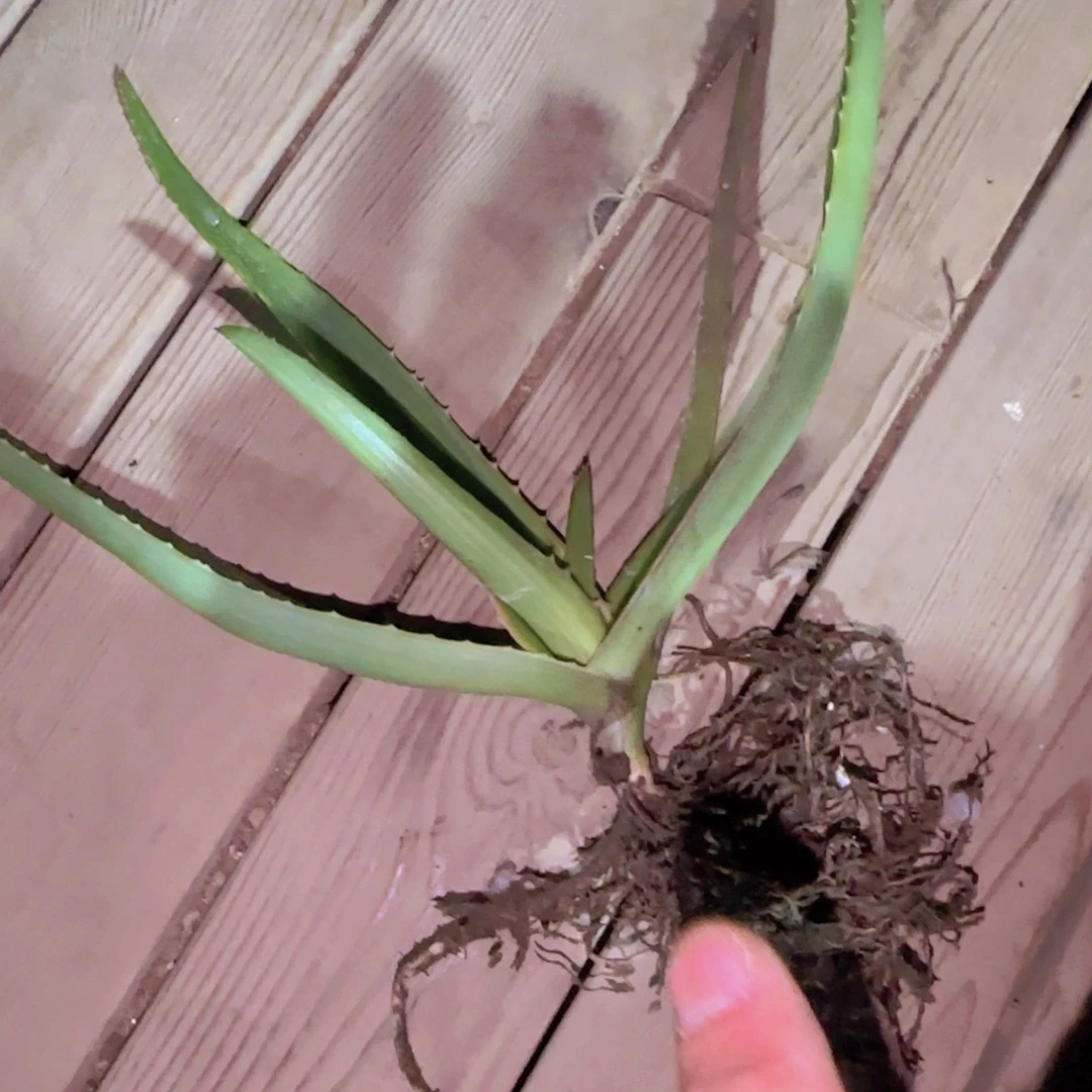 ****小块根植物块根植物