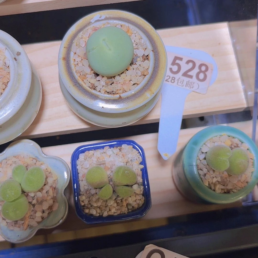 C528鸽子蛋一物一拍