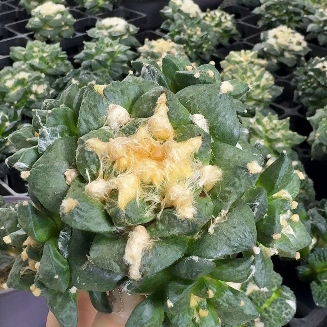 群生手捧花翘尤青瓷福利