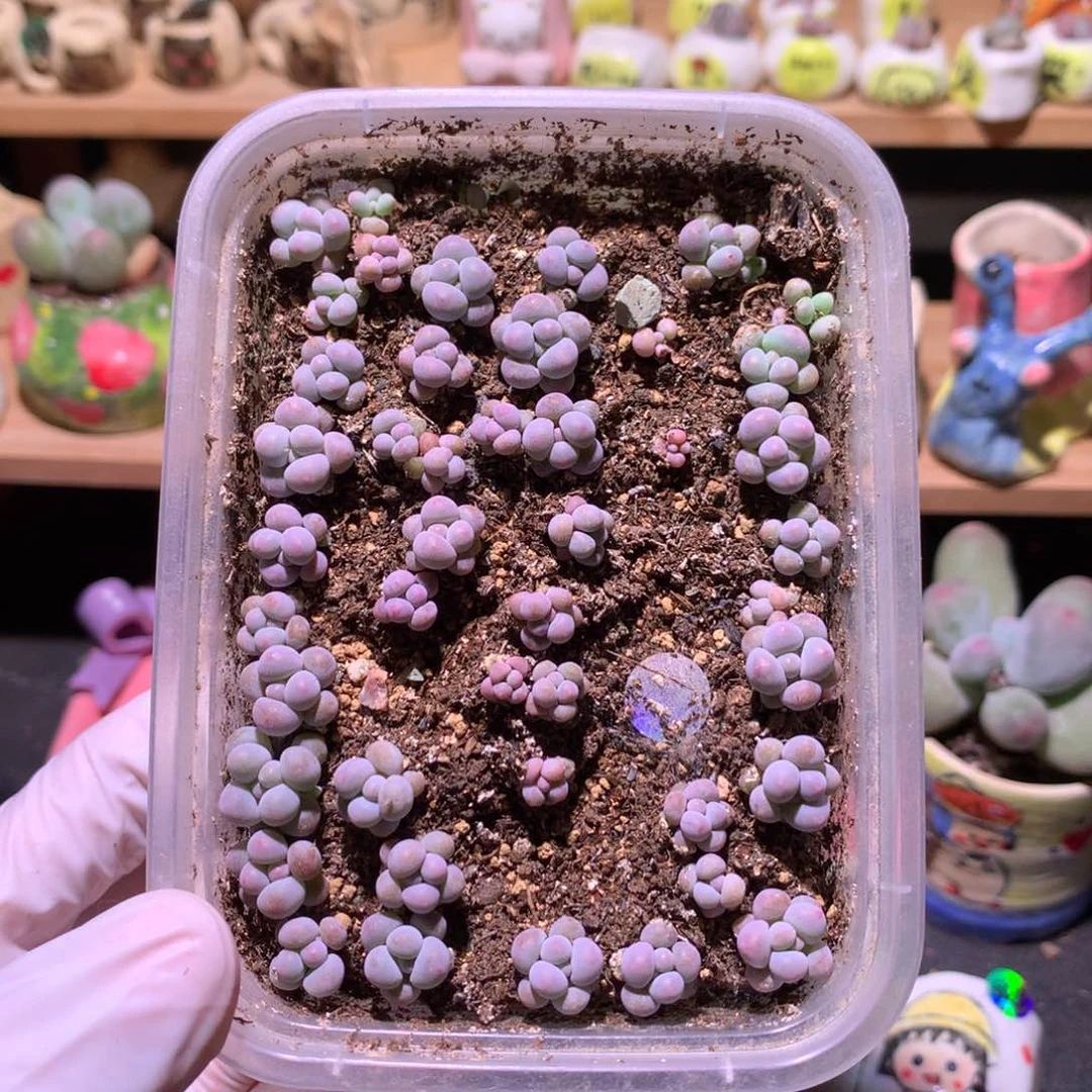 樱花奶量拍价格，很小哦
