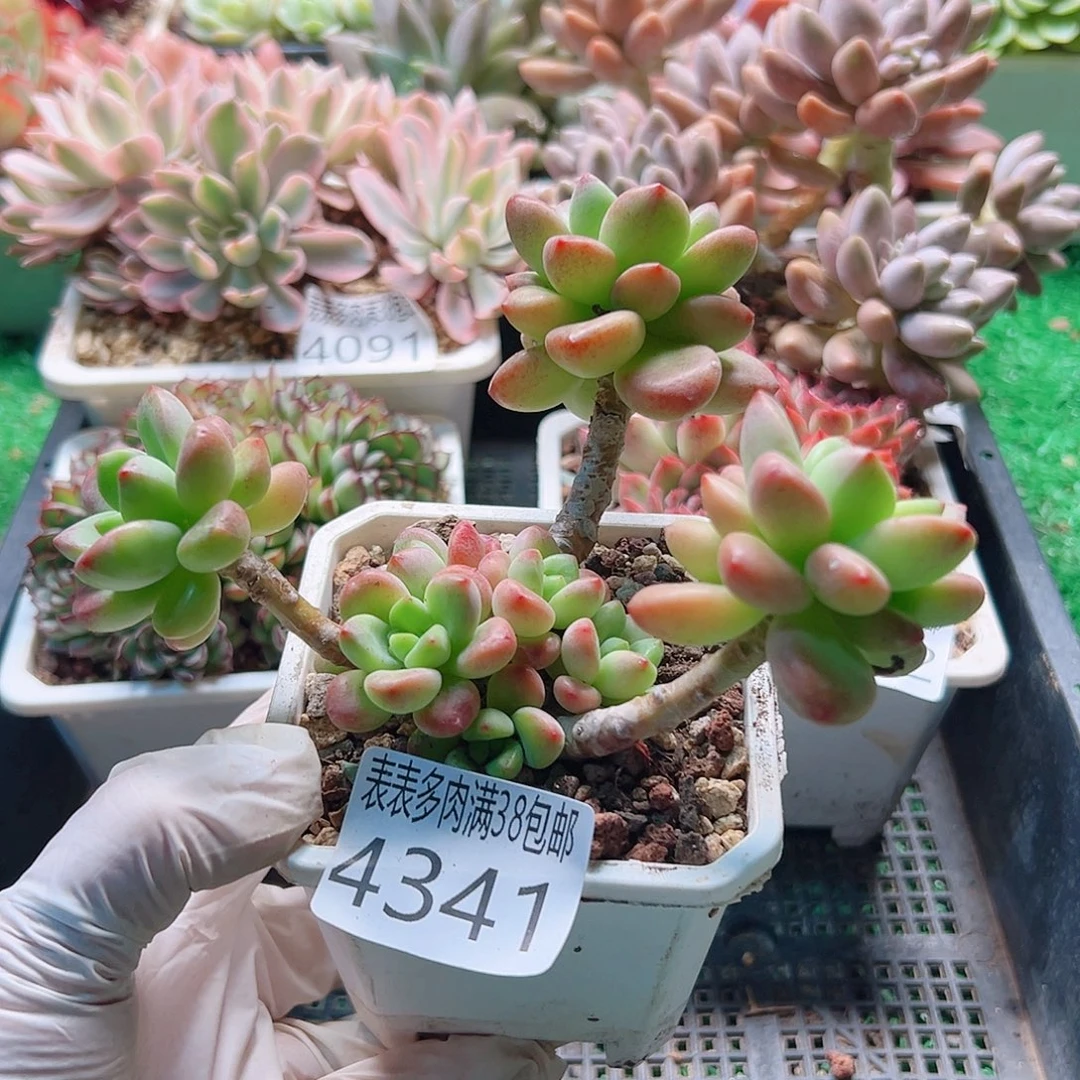 无花朵多肉一物一拍植物4341