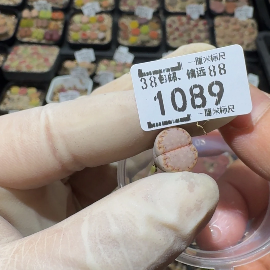 小***乖zzzz生石花肉锥1089