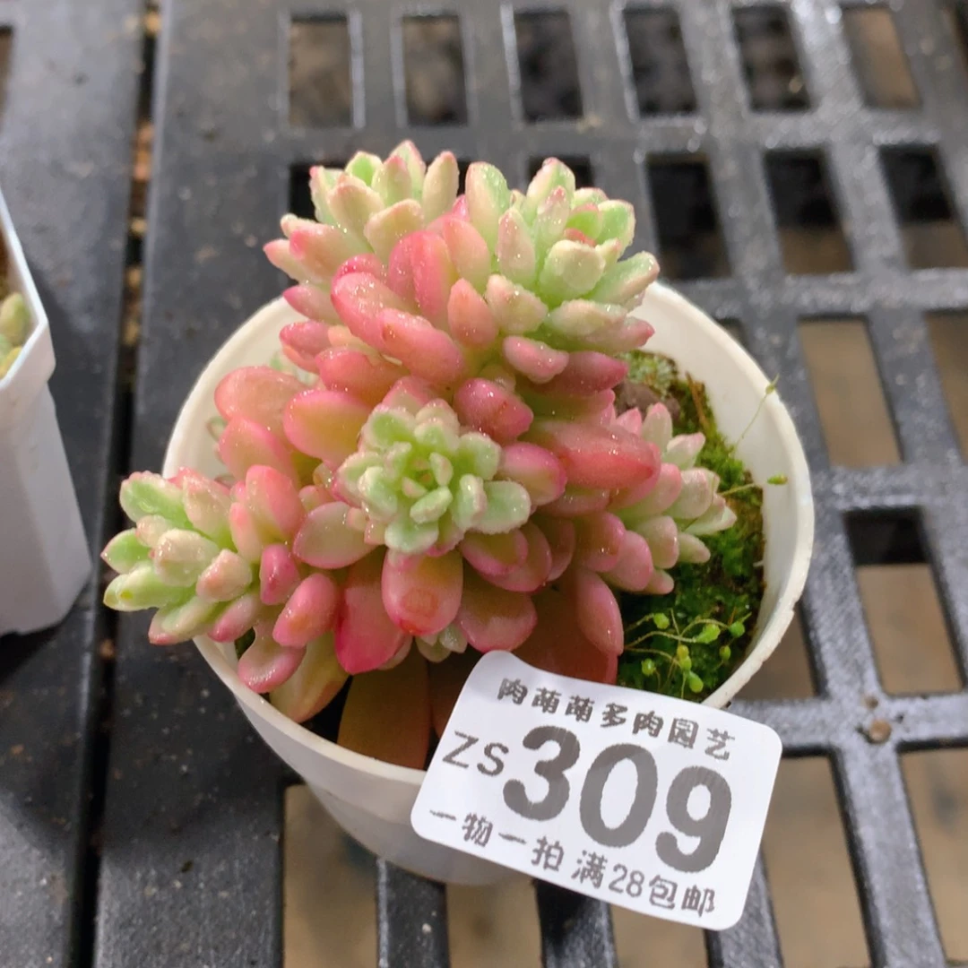肉萌萌拇指盆精控多肉ZS309