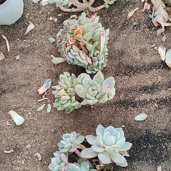 4颗福利不售后福利