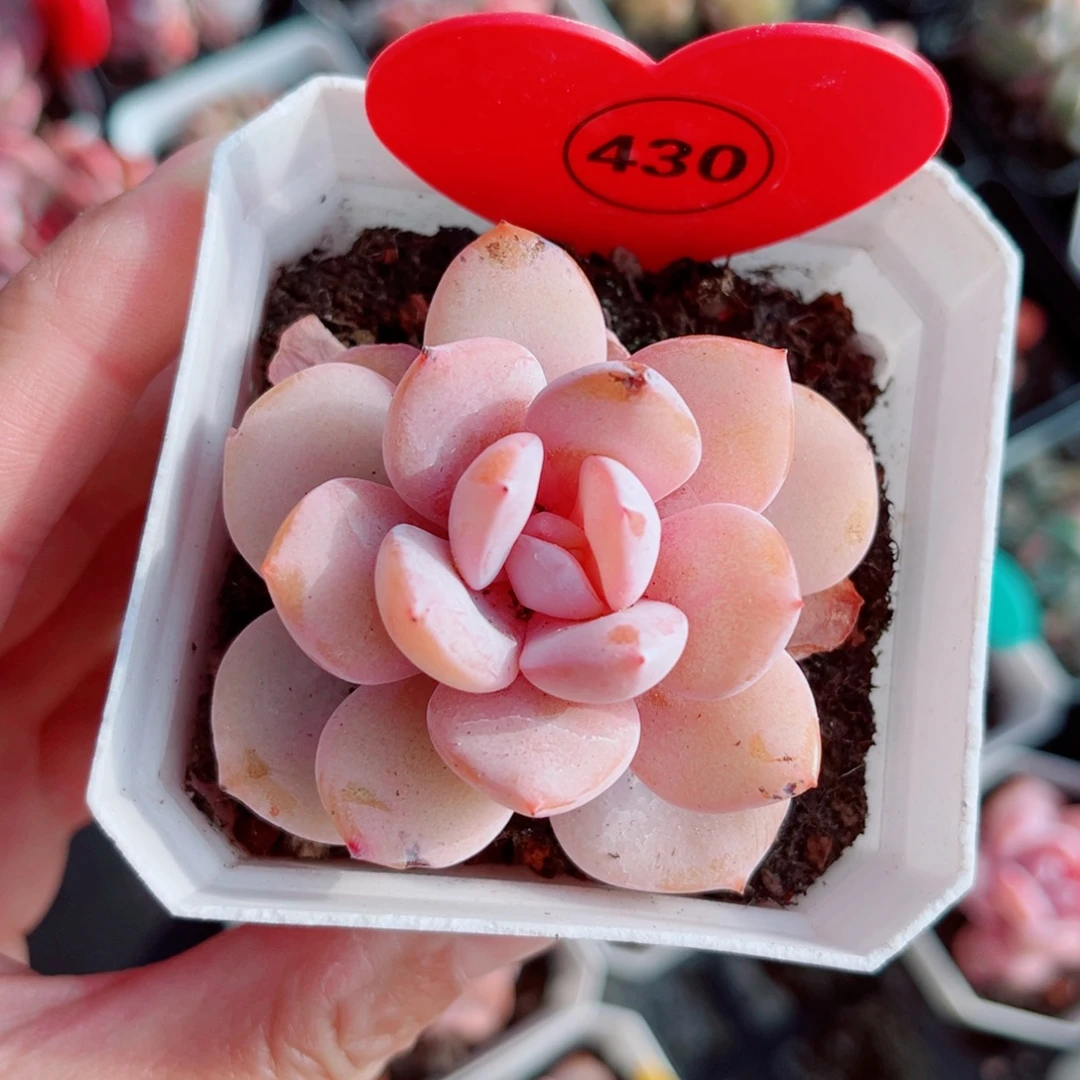 430号小老桩奶茶单头