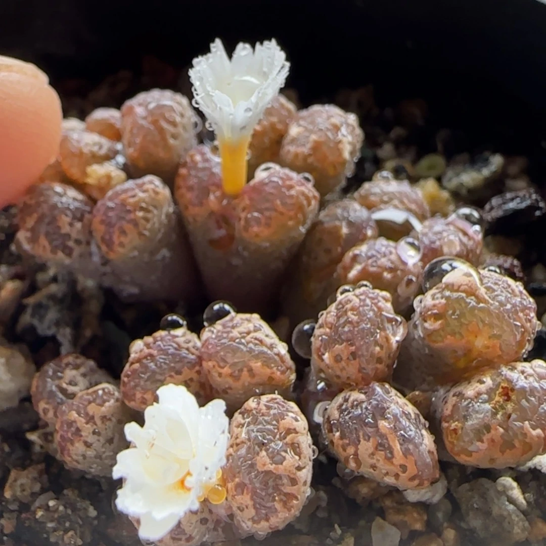 【闪购商品】14698