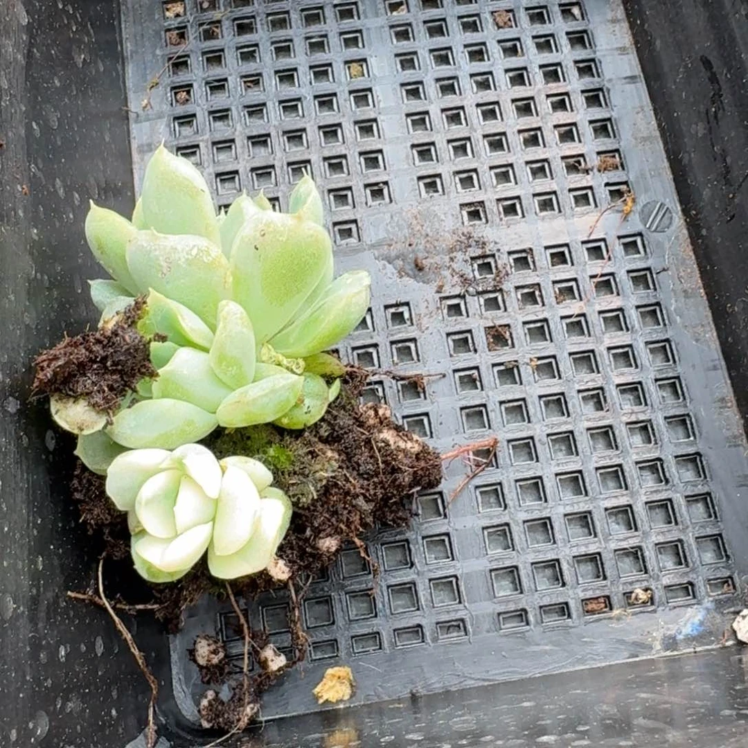 白鸢尾锦一颗量拍14-95